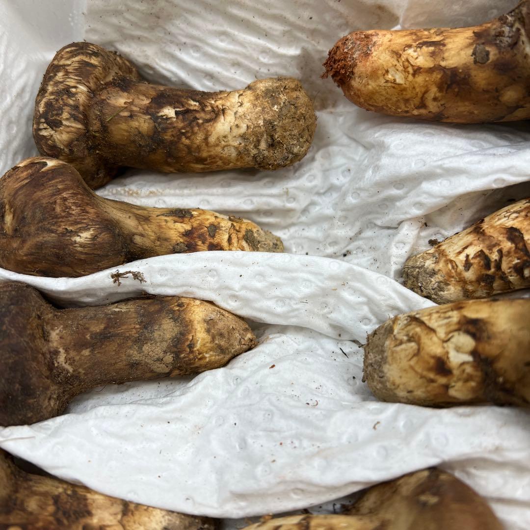めっちゃ綺麗！ 超新鮮中国産松茸 約1キロ入り 40本入り