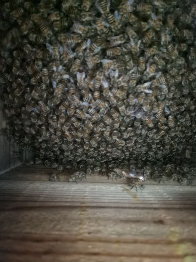 日本蜜蜂　はちみつ　非加熱　京都　京北産　　600×3