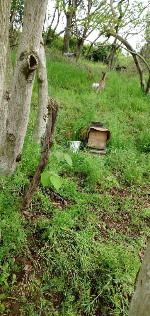 蜂蜜　1200g 3本 生蜂蜜　完熟はちみつ　非加熱　国産蜂蜜