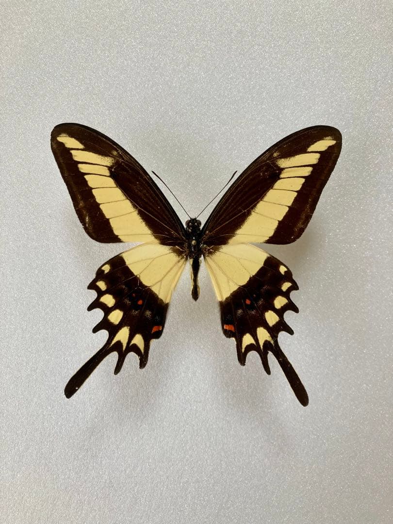 パピリオ・ラマルケイ（1オス・ボリビア）