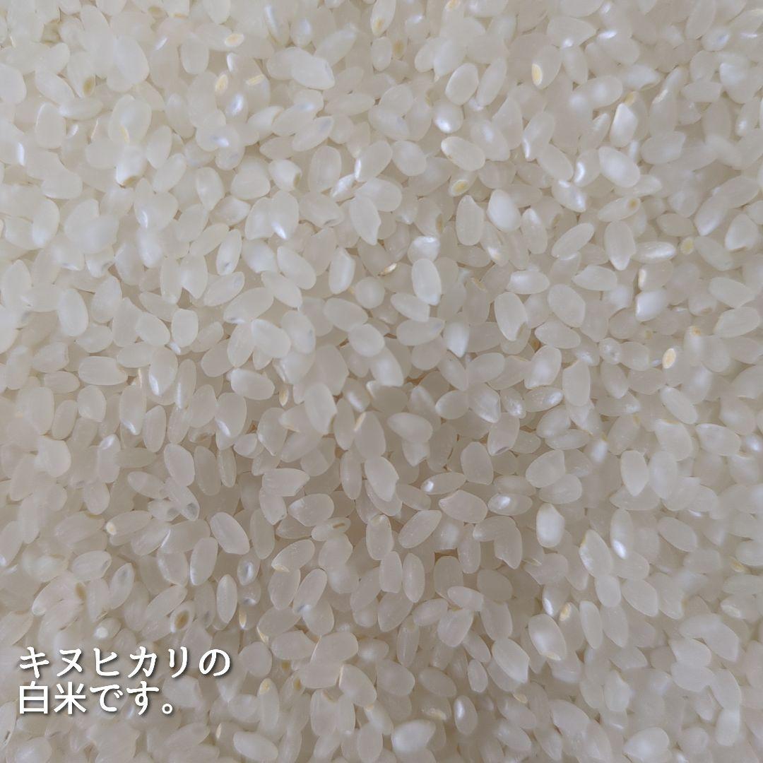 令和7年産三重県伊賀産キヌヒカリ15kg普通精米（5kg×3）