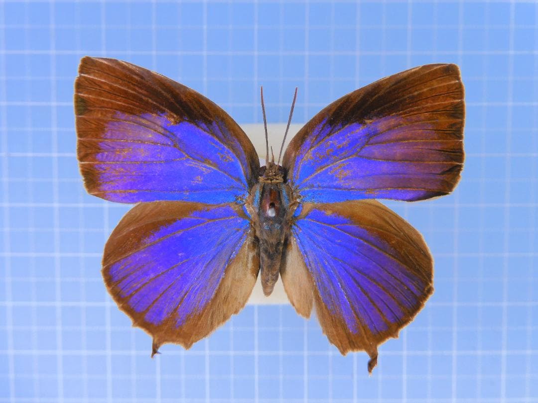 ふるけん＠発送遅れます様 リクエスト 4点 まとめ商品