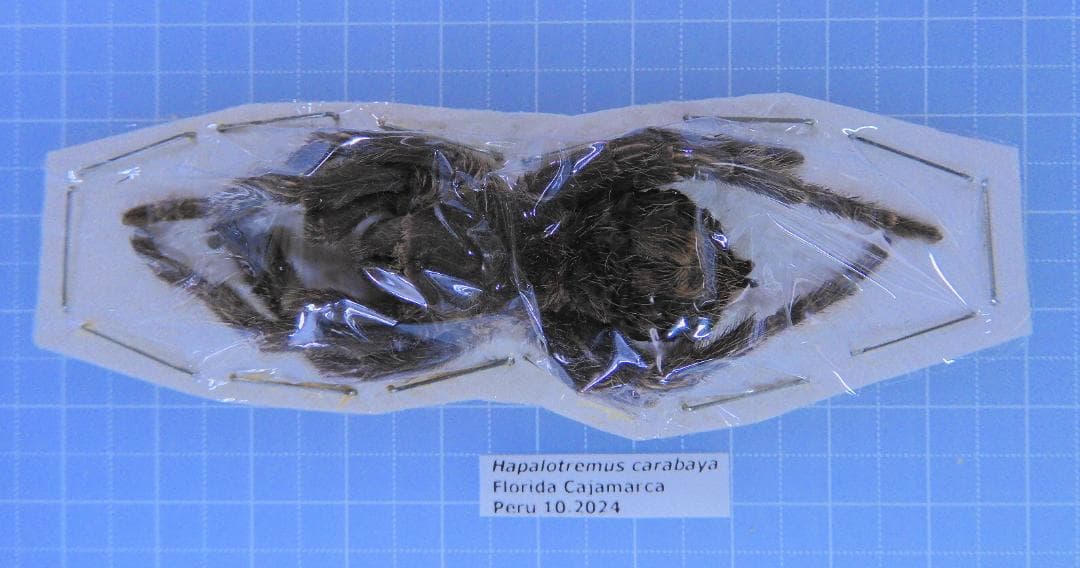 ふるけん＠発送遅れます様 リクエスト 4点 まとめ商品