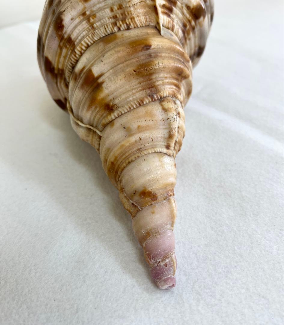 法螺貝 ほら貝 インテリア 素材 魔除け