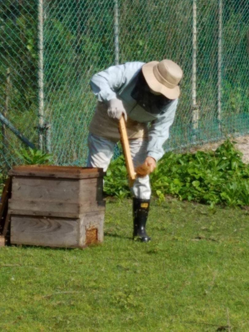 完熟 生蜂蜜　国産蜂蜜 純粋蜂蜜 無添加　非加熱　600グラム　6個