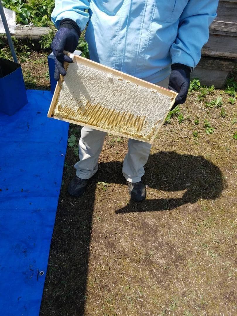 完熟 生蜂蜜　国産蜂蜜 純粋蜂蜜 無添加　非加熱　600グラム　6個