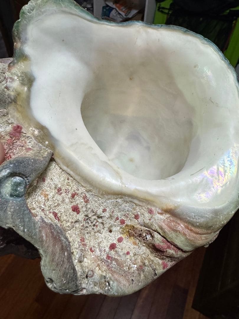 ⭐️特大夜光貝⭐️貝殻　約1.8kg ハンドメイド素材、置物等