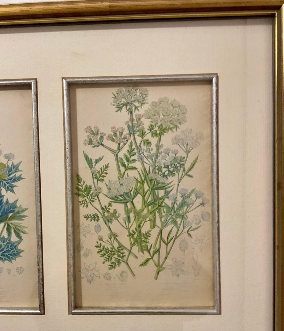 英国アンティークプリント　専門店で額装済み