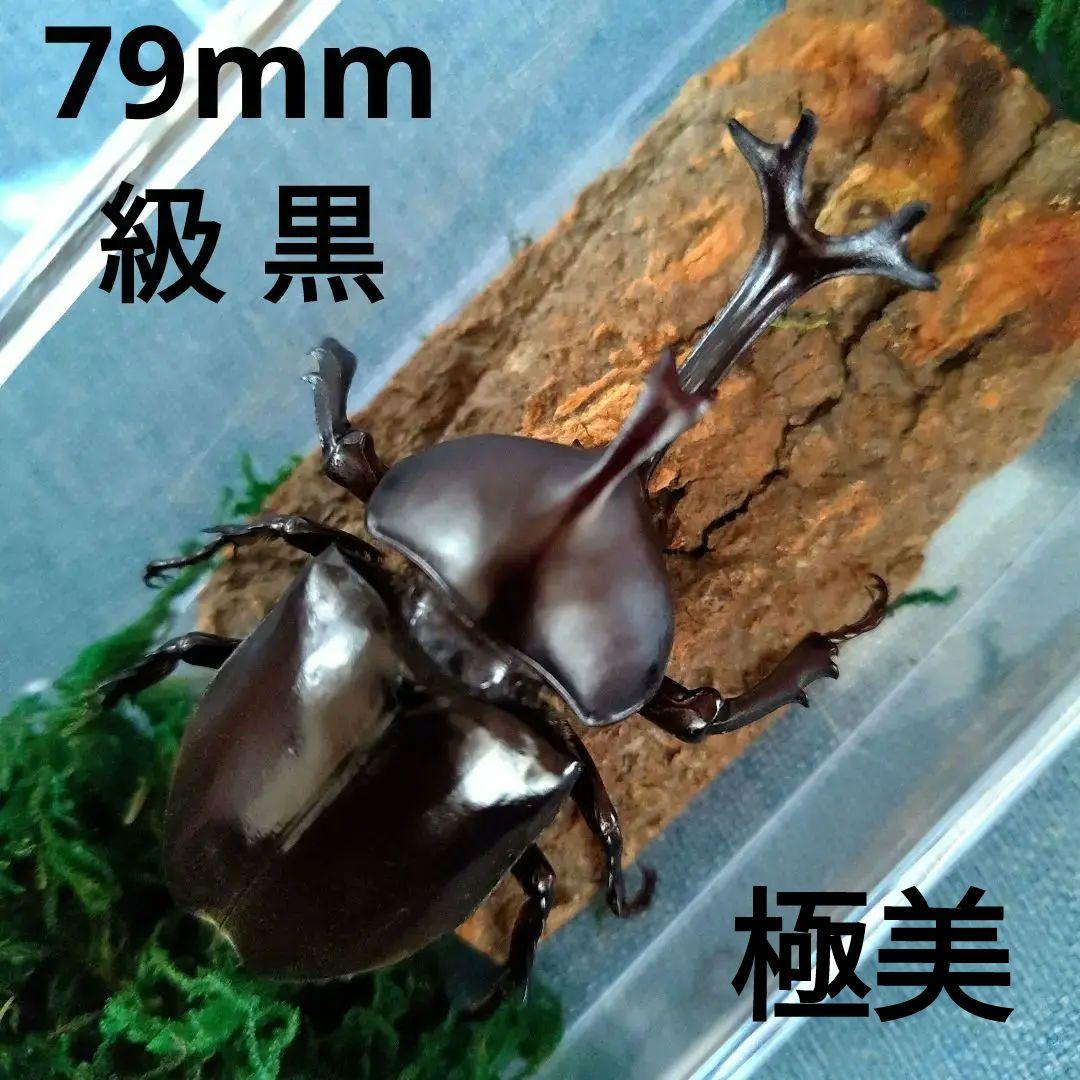 宝物特大黒野生ワイルドカブトムシ標本79mm頭角幅19mm胸角幅4.6mmぐらい