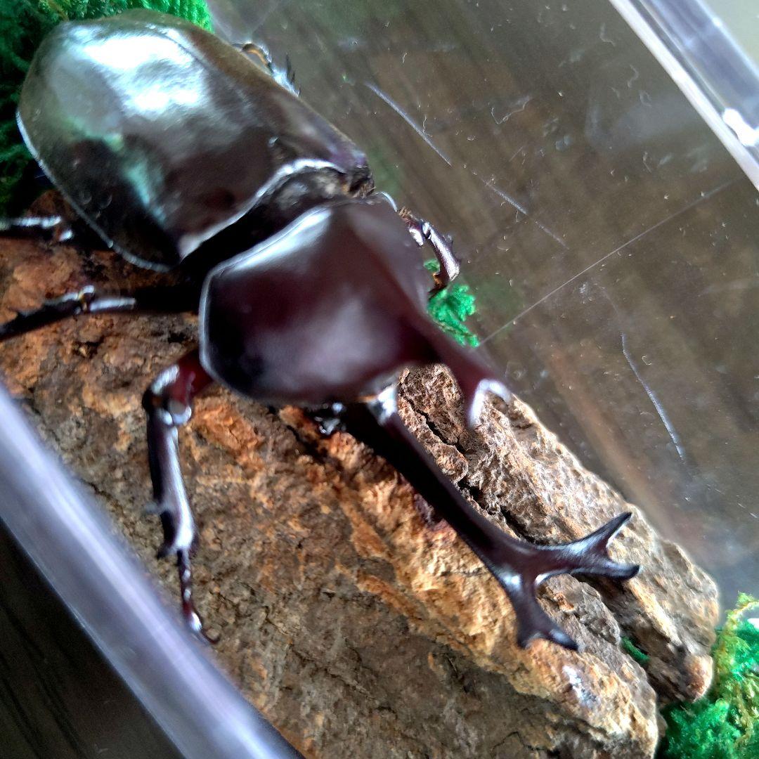 宝物特大黒野生ワイルドカブトムシ標本79mm頭角幅19mm胸角幅4.6mmぐらい