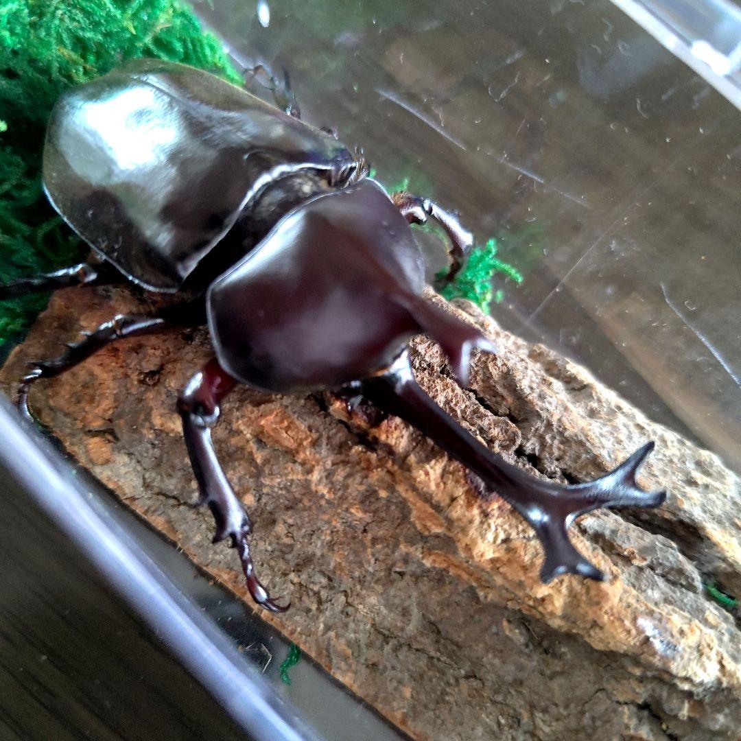 宝物特大黒野生ワイルドカブトムシ標本79mm頭角幅19mm胸角幅4.6mmぐらい