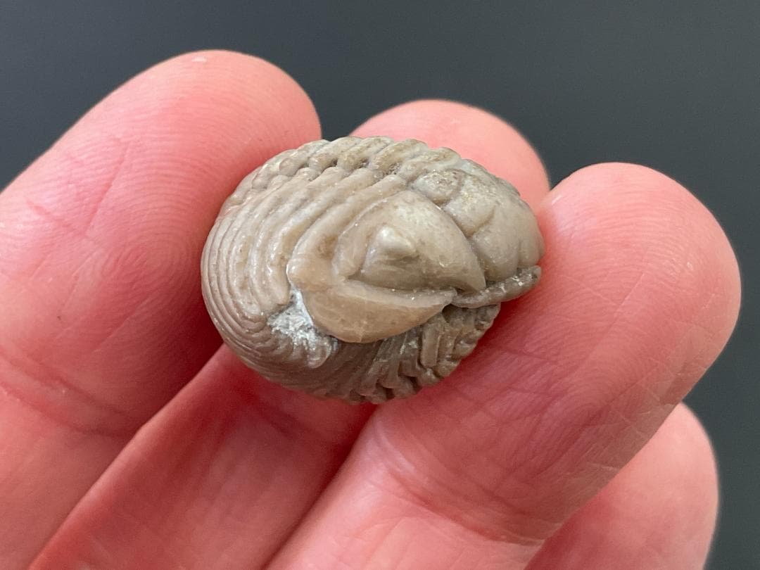 三葉虫 プリオメラ [TB12] 化石