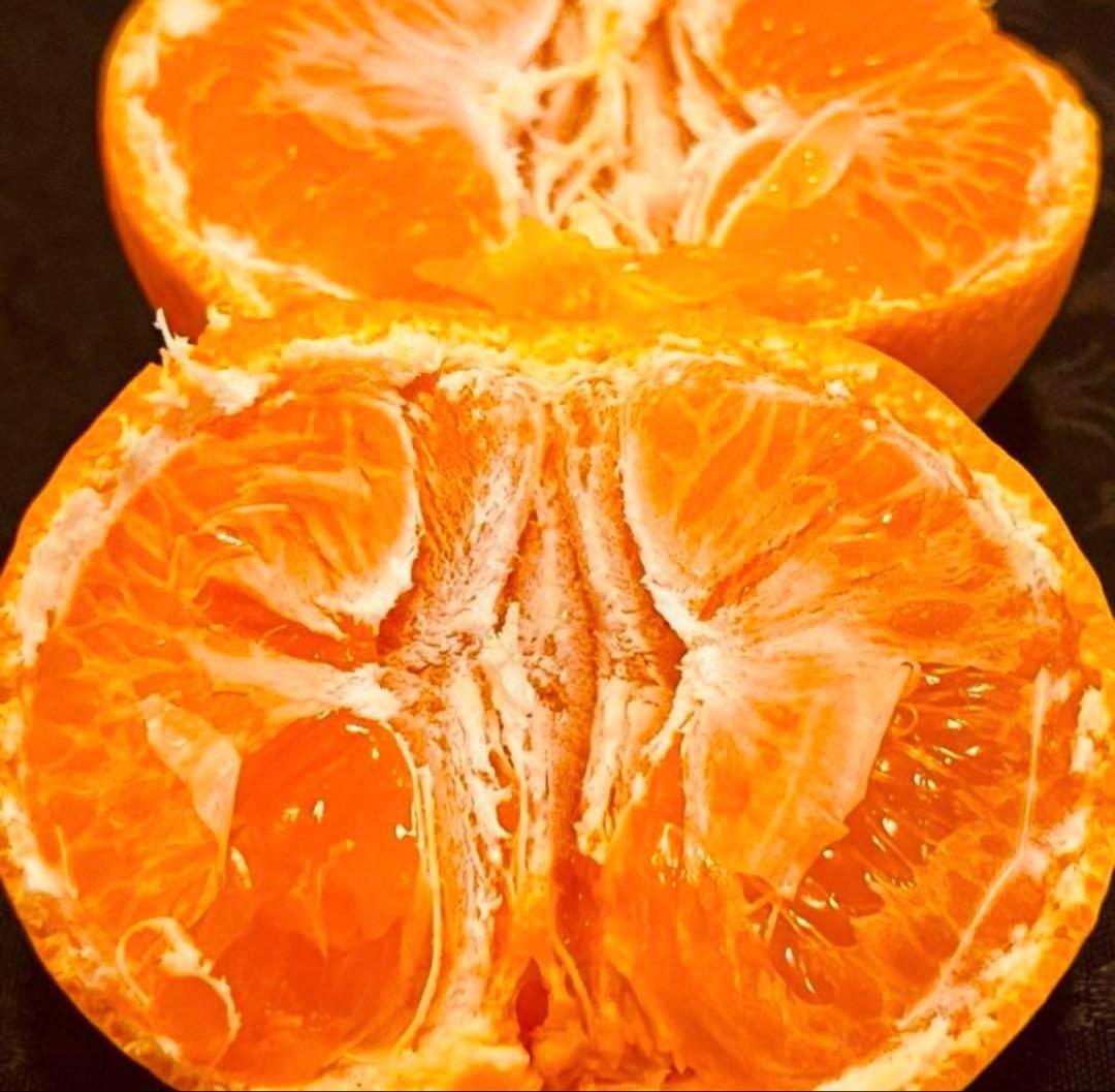 55)数量限定　甘すぎる　有田みかん　果物 　みかん　小玉　旬