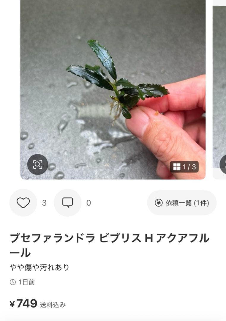 ブセファランドラ ビブリス B 他