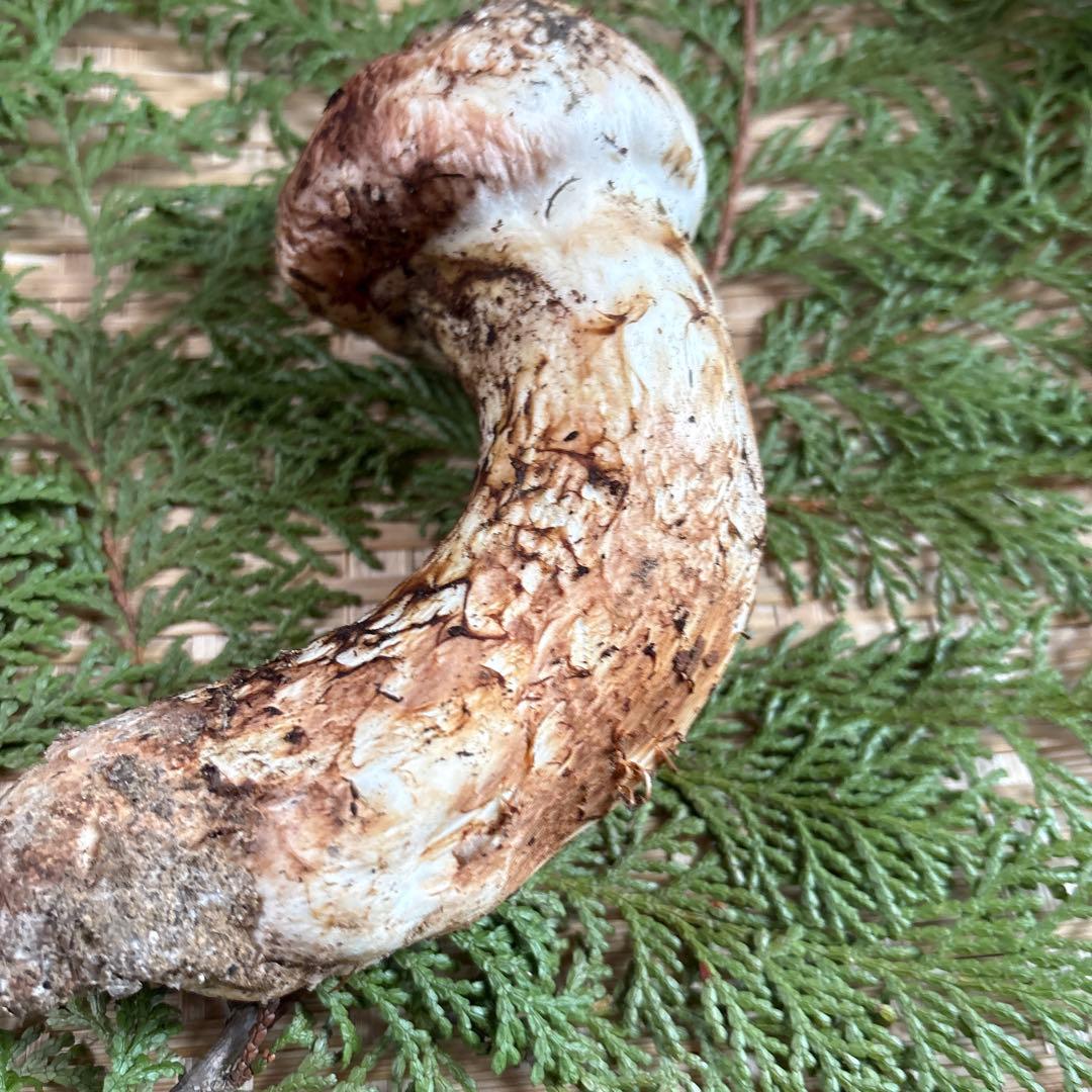 長野県南信州産‼️松茸 極上160g 11/11朝採れ