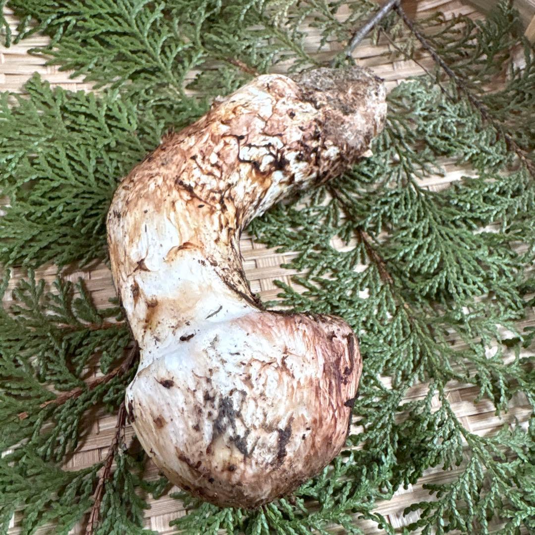 長野県南信州産‼️松茸 極上160g 11/11朝採れ