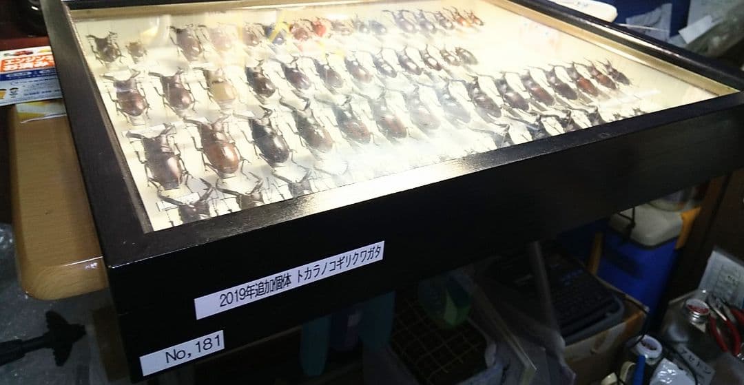 村山輝記製作・クワガタ標本　トカラノコギリクワガタ全島