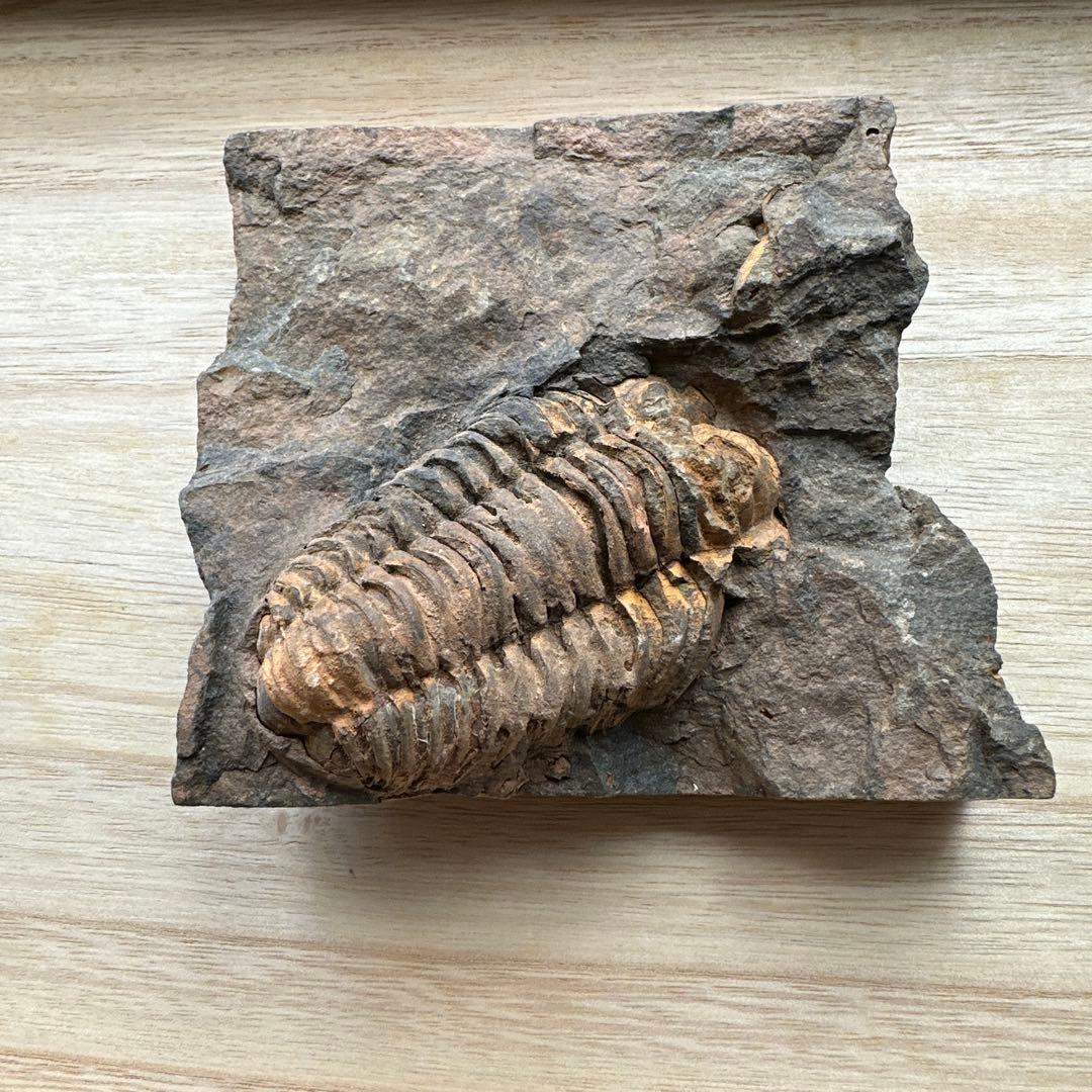 トリロバイト化石 保存状態良好 約15cm