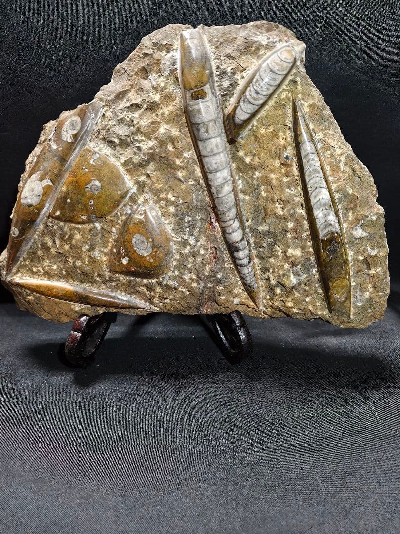 天然化石 オルソセラス+アモナイト 置物 天然石 骨董 旧家蔵出し 蒐集家放出