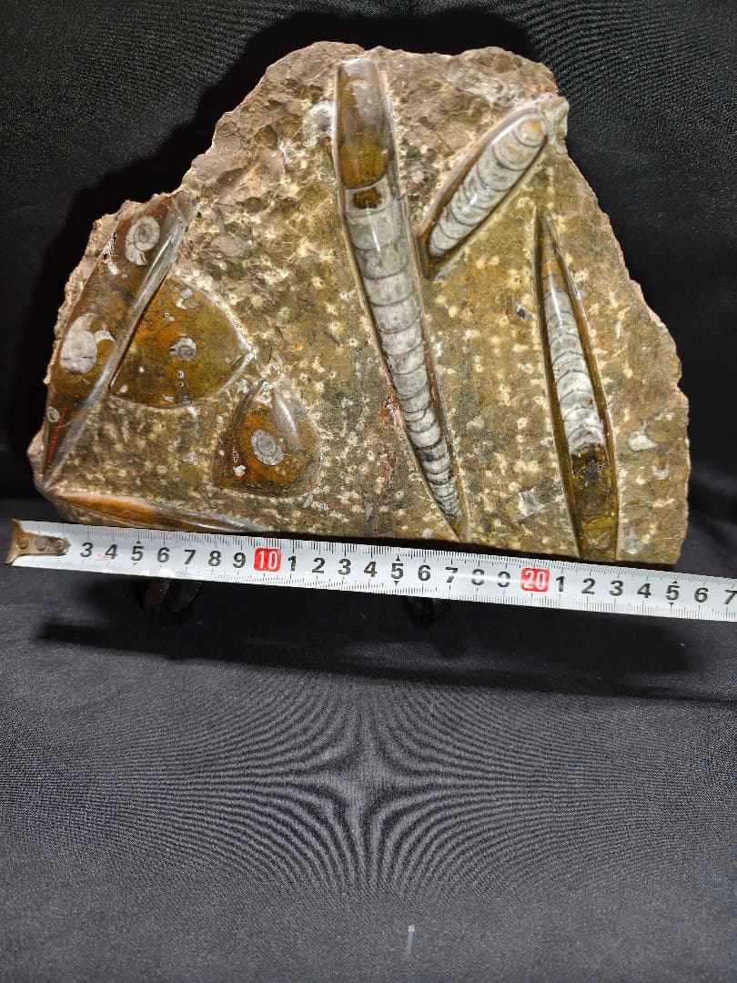 天然化石 オルソセラス+アモナイト 置物 天然石 骨董 旧家蔵出し 蒐集家放出