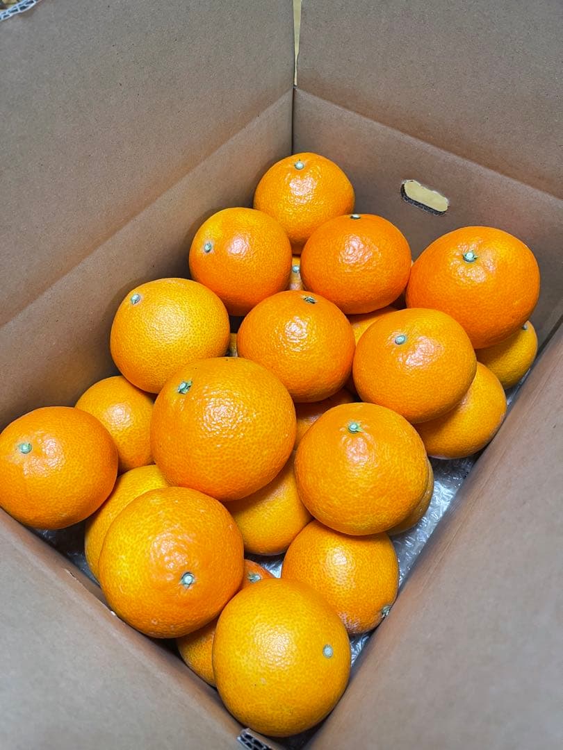 紅まどんな(5kgx2箱)・ご家庭用