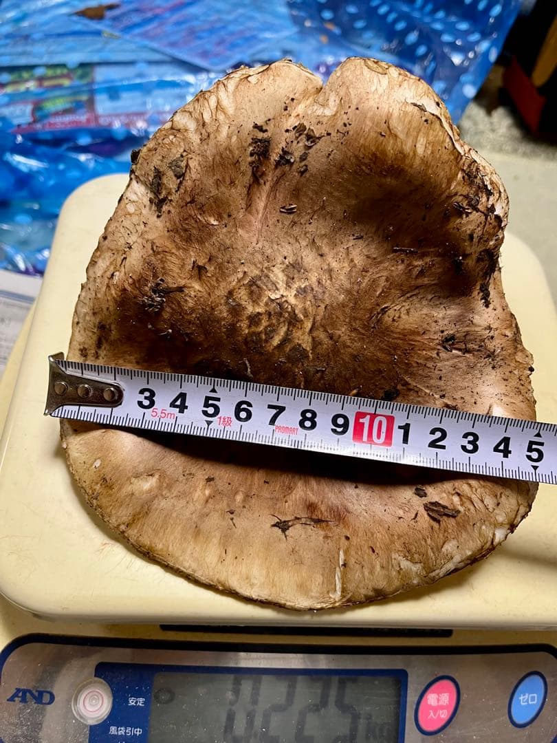 【専用です♪】【大阪泉州産】天然松茸 採れたて開き☆1本215g国産