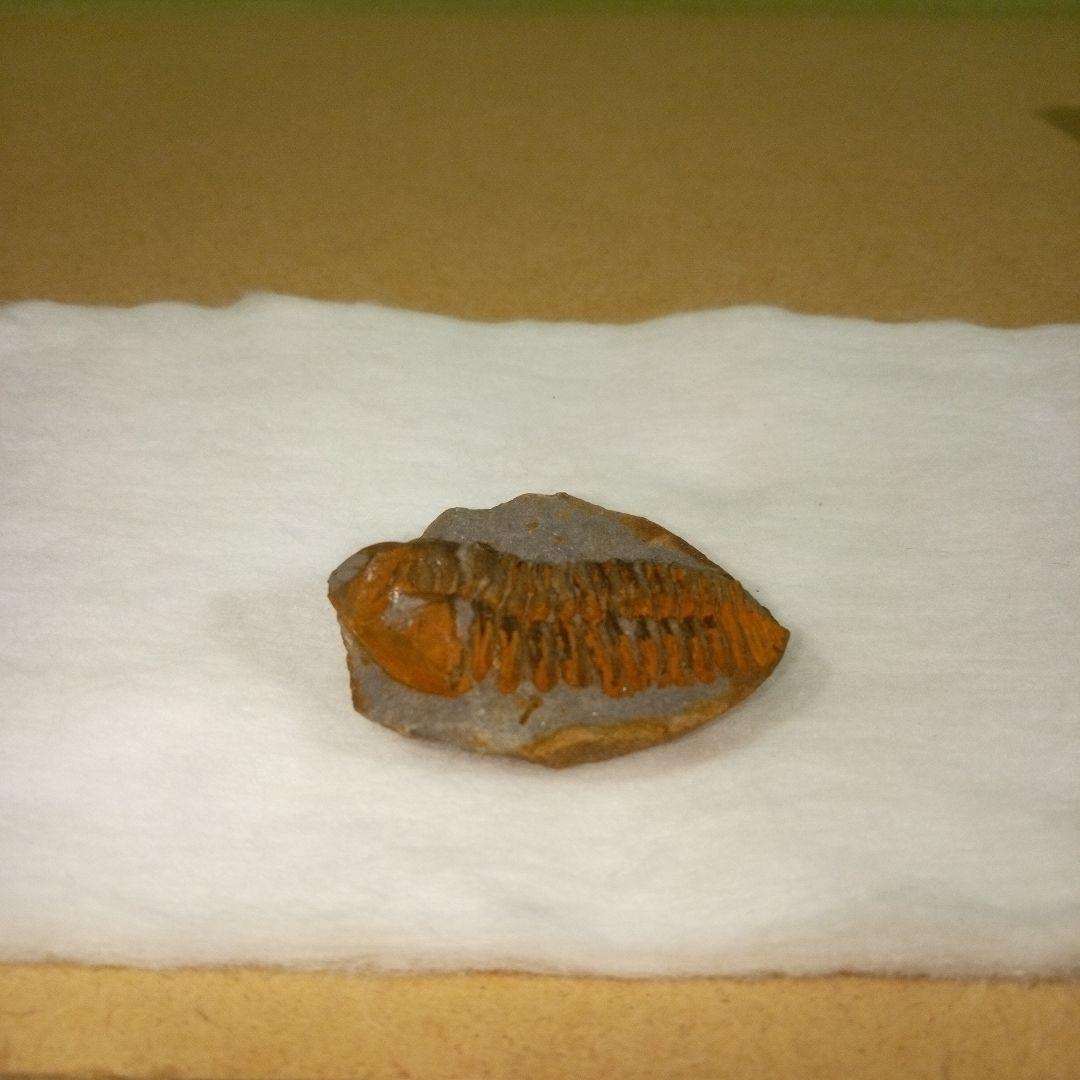 三葉虫　化石　三葉虫化石　究極のレトロ　fossil　ボリビア産　化石管理番号⑩