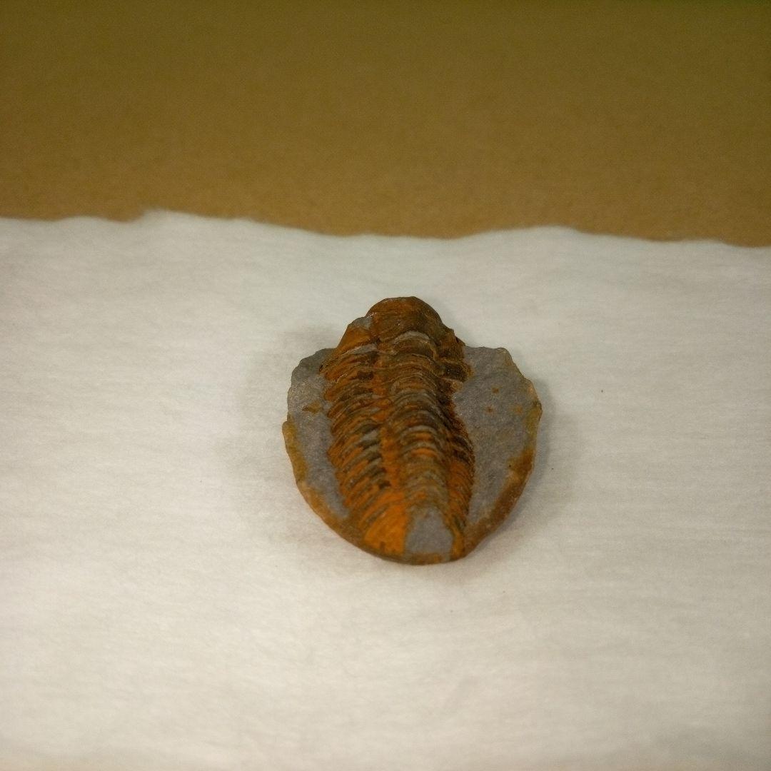 三葉虫　化石　三葉虫化石　究極のレトロ　fossil　ボリビア産　化石管理番号⑩