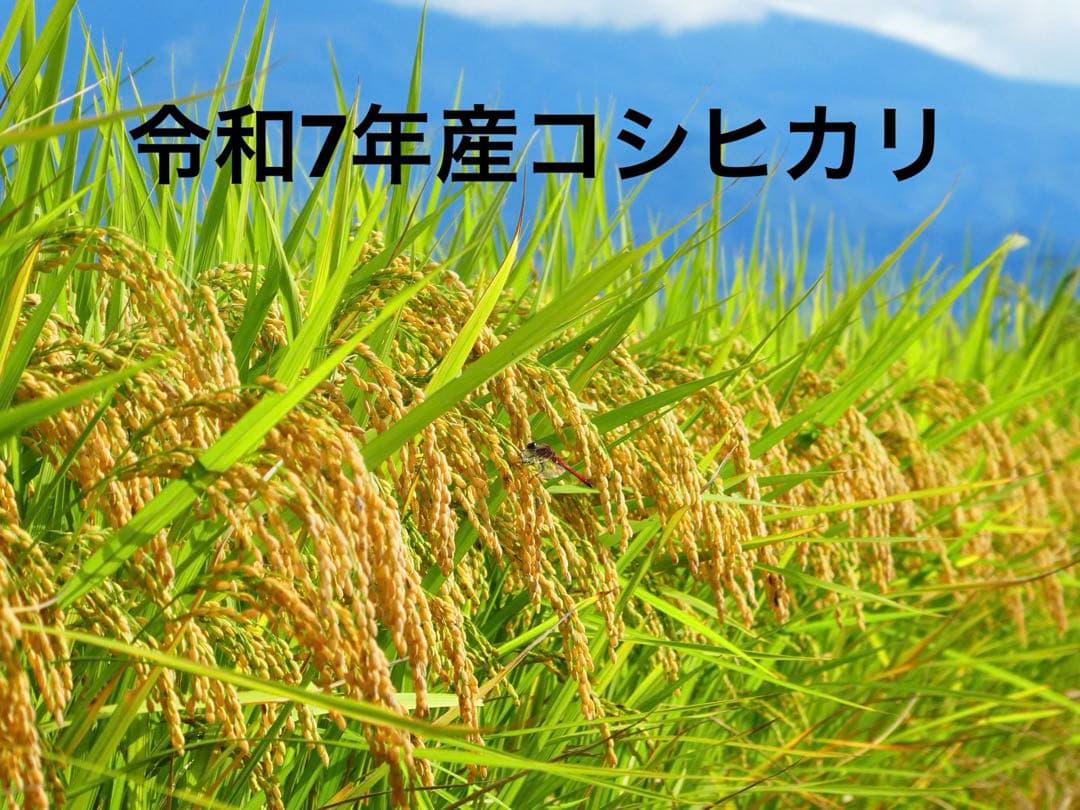 農家直送　10キロ　精米　令和7年産コシヒカリ　福島県産②
