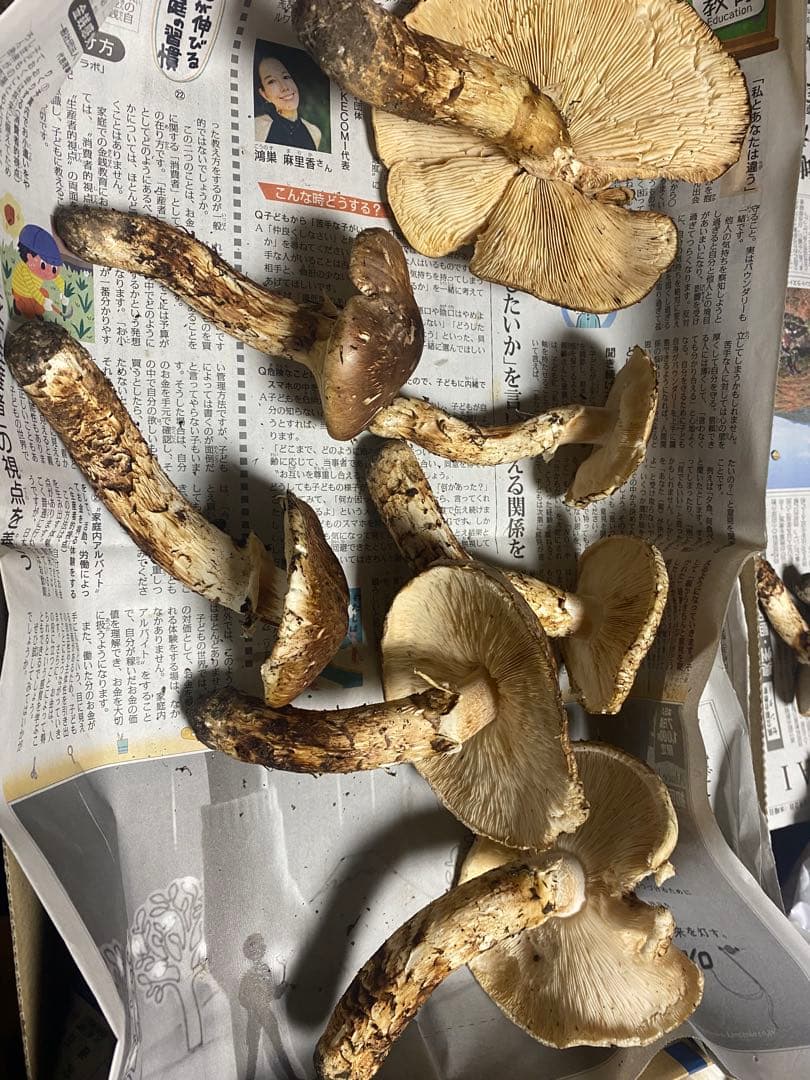 岩手県 岩泉産 松茸 約700g