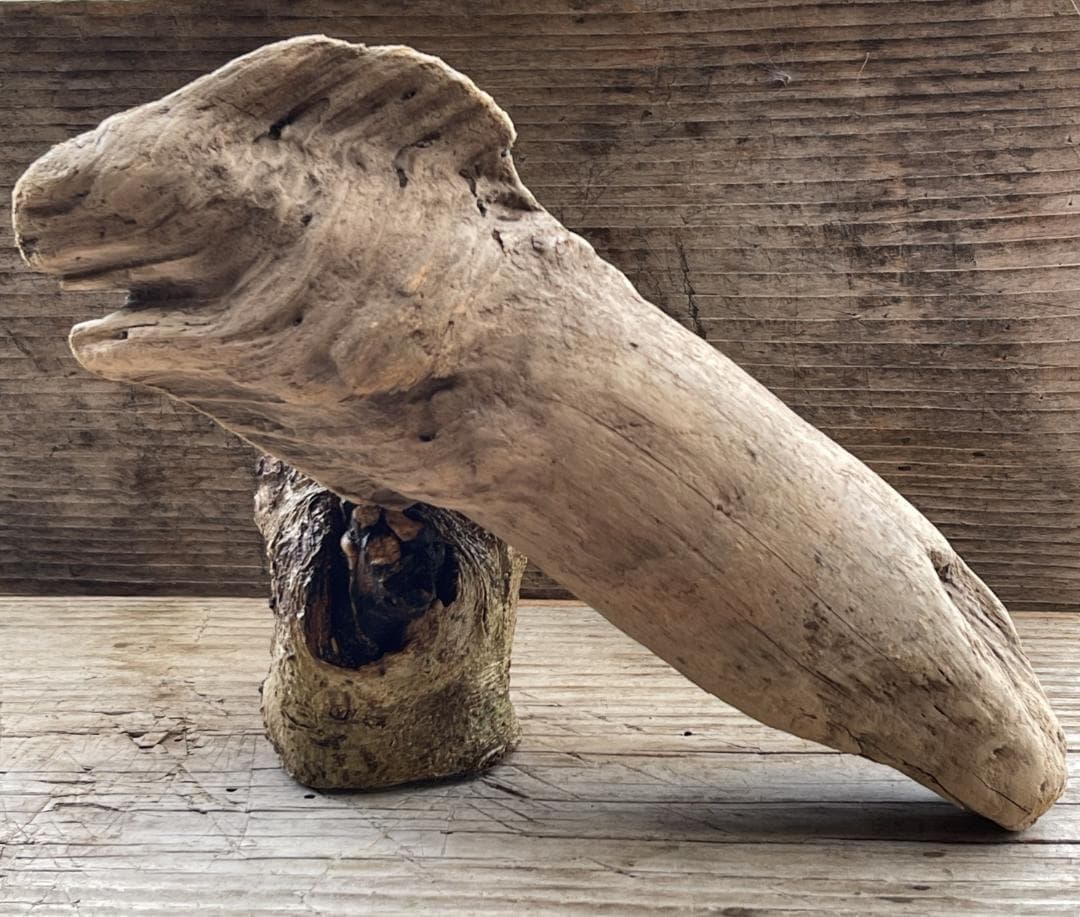 四万十川の流木　お題 ： ドラゴンヘッド