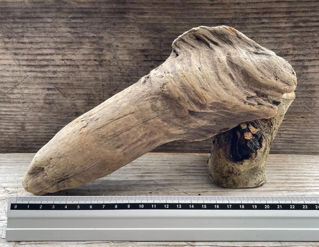 四万十川の流木　お題 ： ドラゴンヘッド