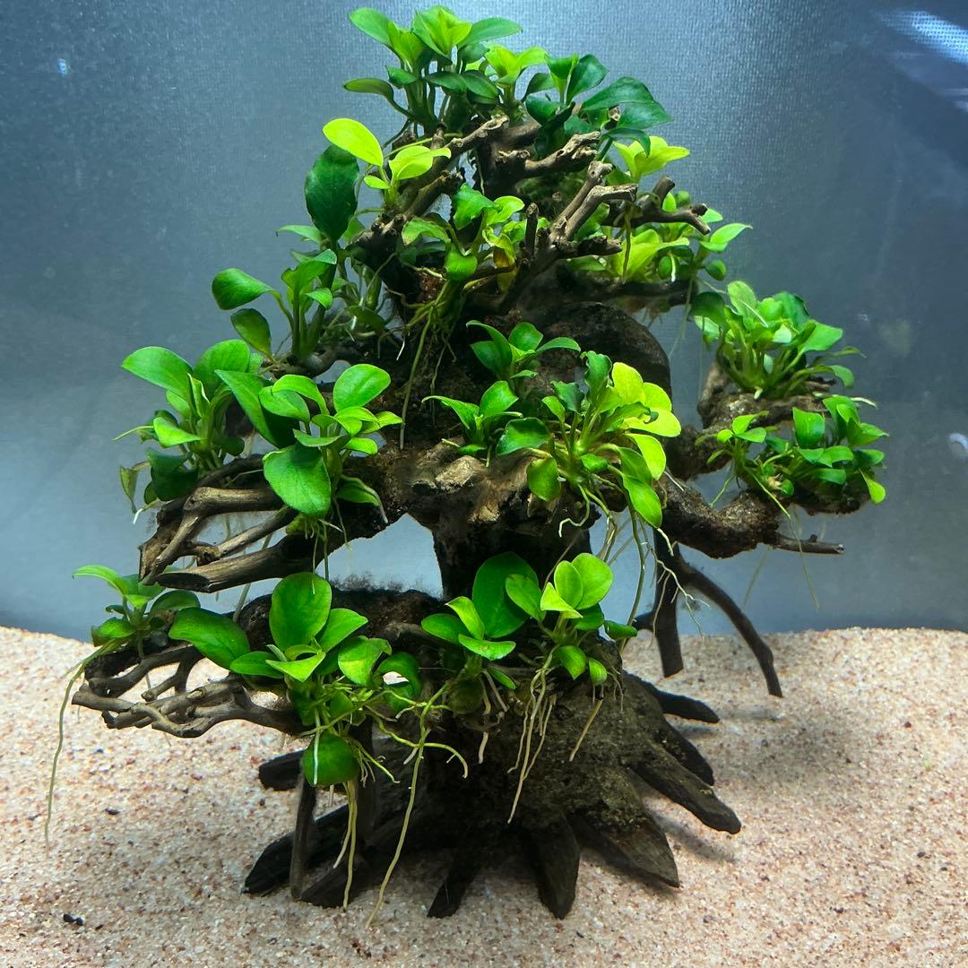 【メルカリ便】盆栽流木　20×10×15cm アヌビアス活着流木