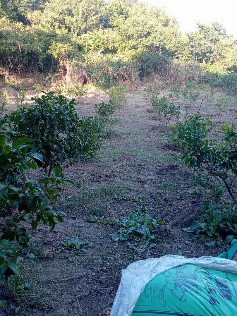 完全無農薬自然栽培レモン