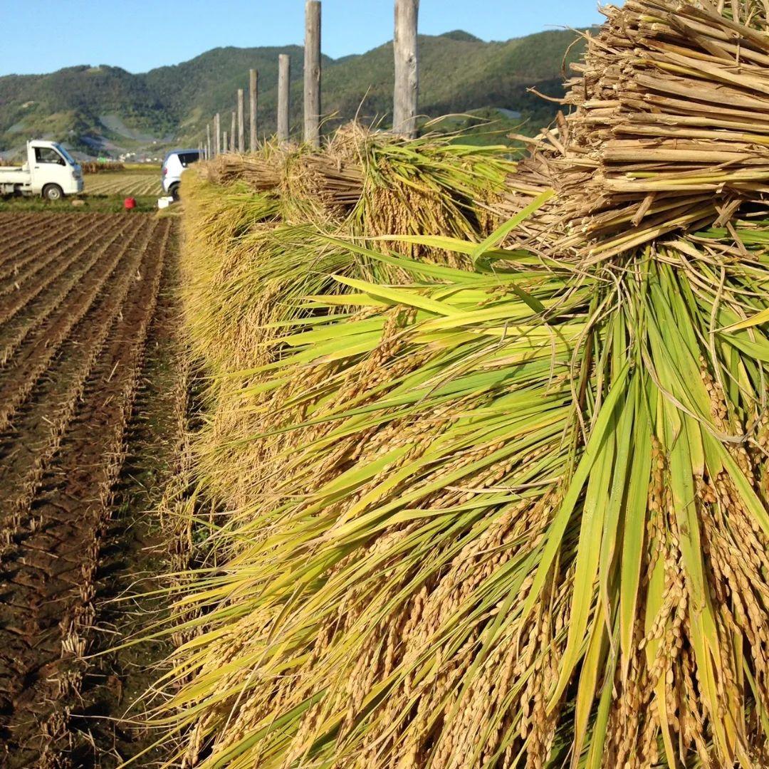はえぬき米 10kg 自然乾燥　特別栽培米　令和7年産
