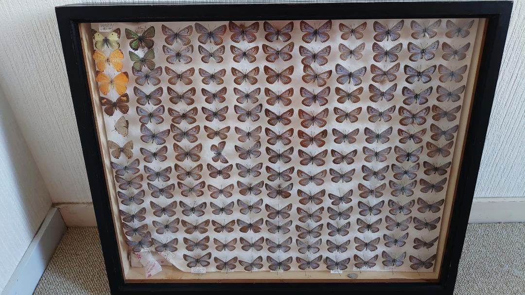 蝶の標本 オオゴマシジミ、ゴマシジミ類