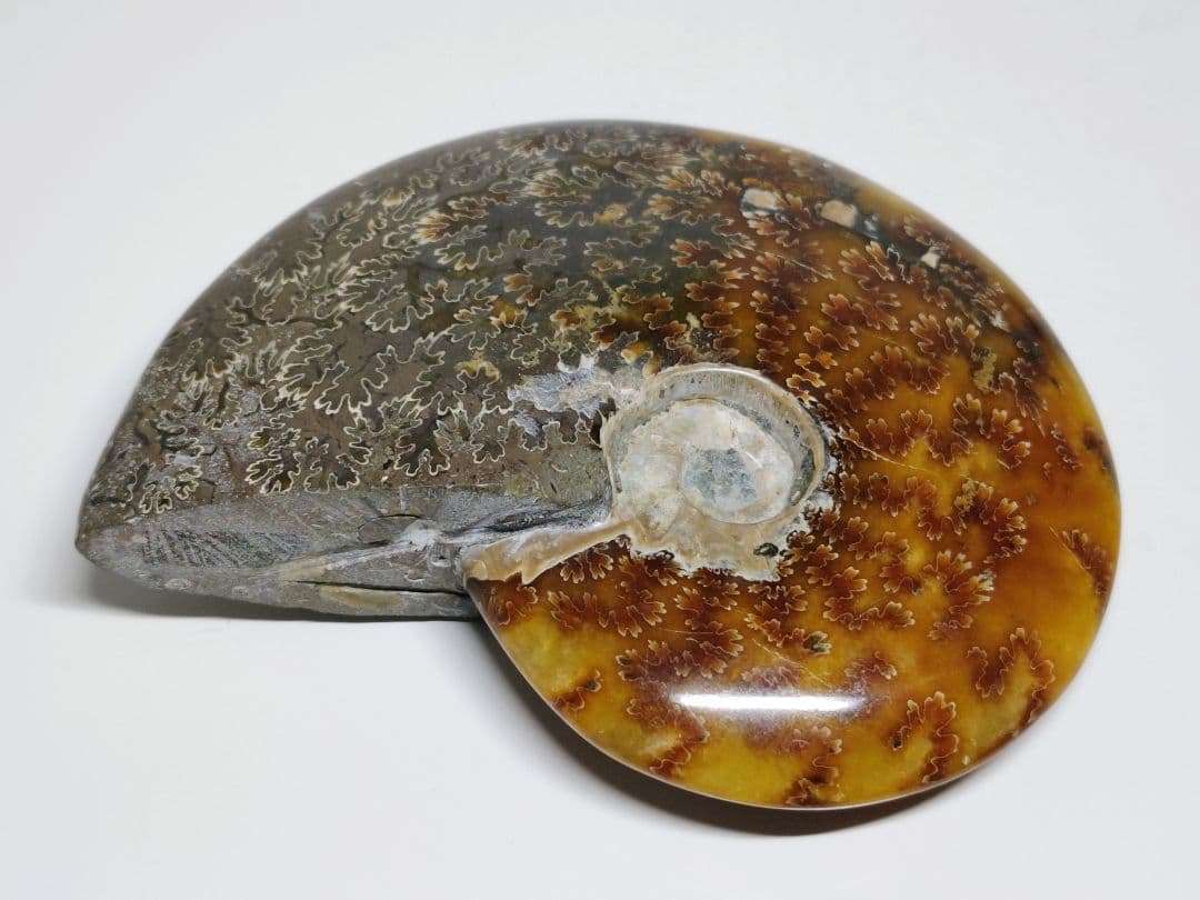 アンモナイト 497g アンモライト オパール 原石 鑑賞石 自然石 誕生石