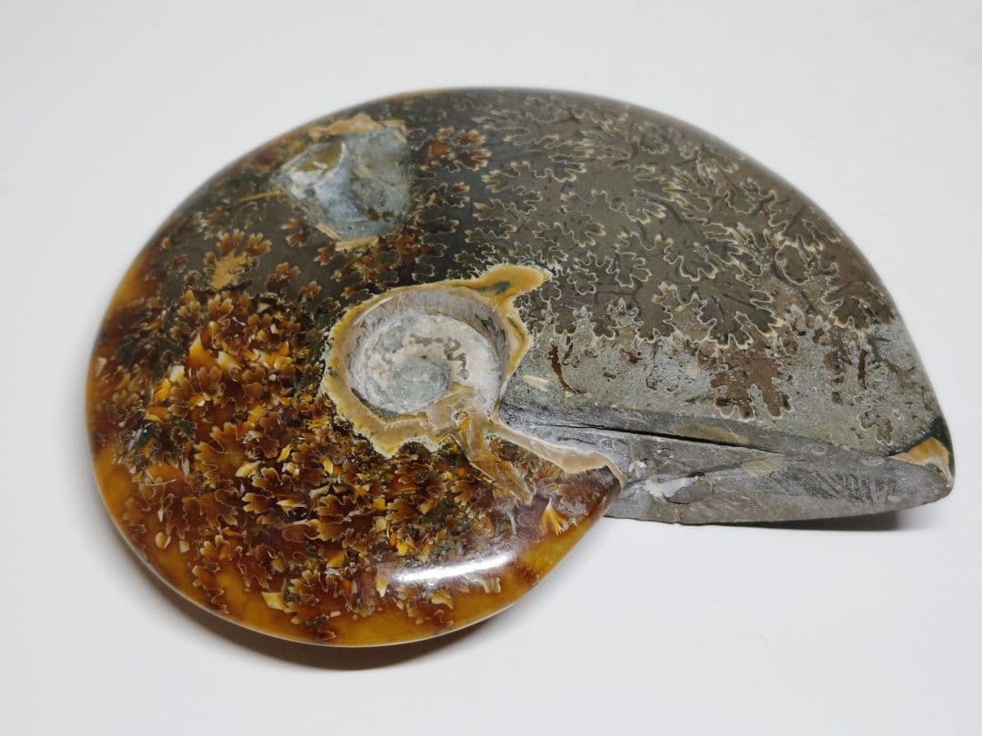 アンモナイト 497g アンモライト オパール 原石 鑑賞石 自然石 誕生石