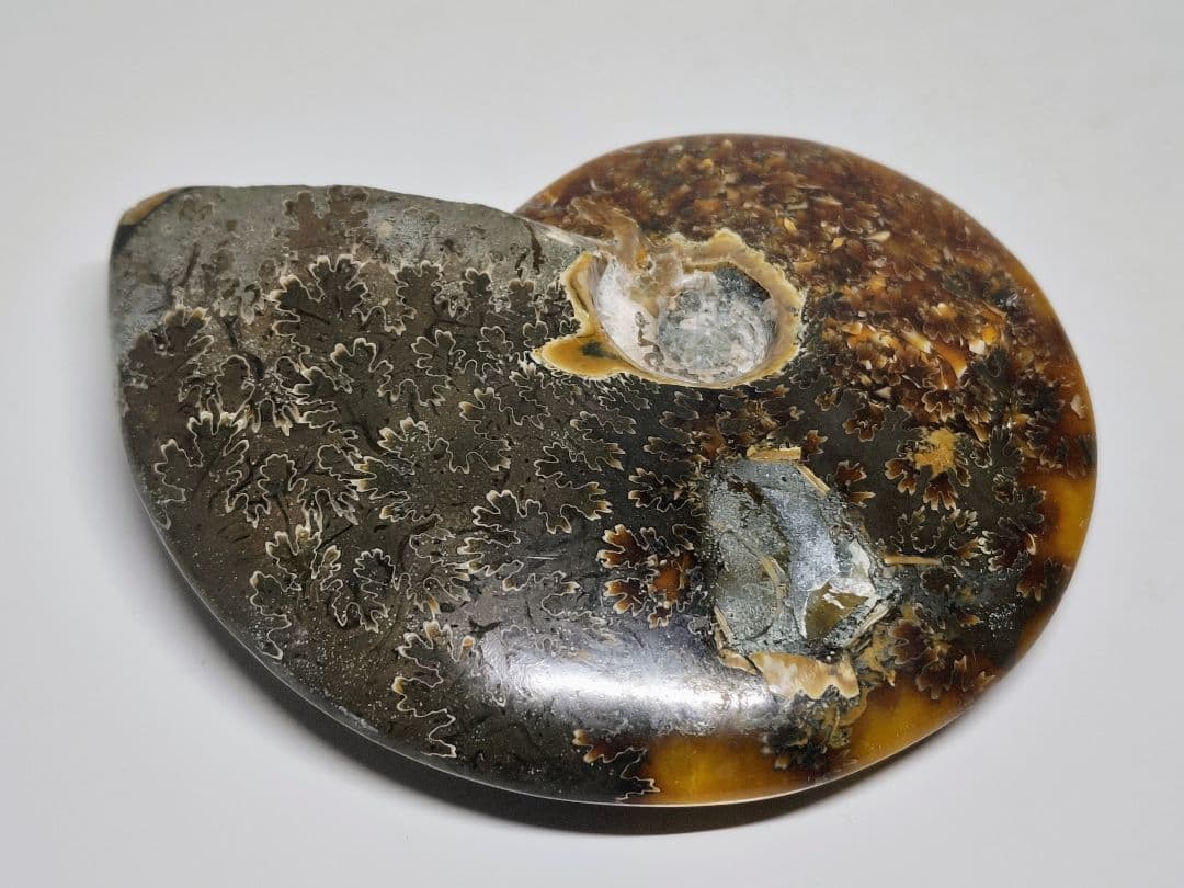 アンモナイト 497g アンモライト オパール 原石 鑑賞石 自然石 誕生石