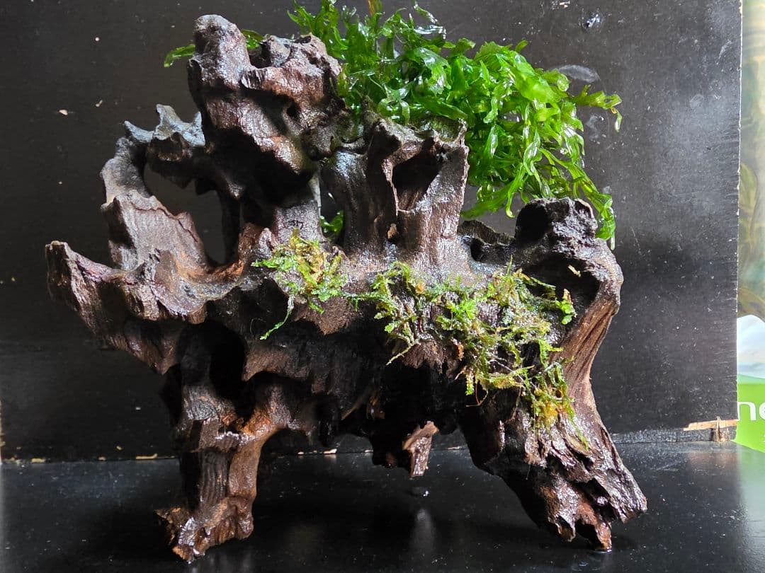 ボルビティス巻き流木 大サイズ