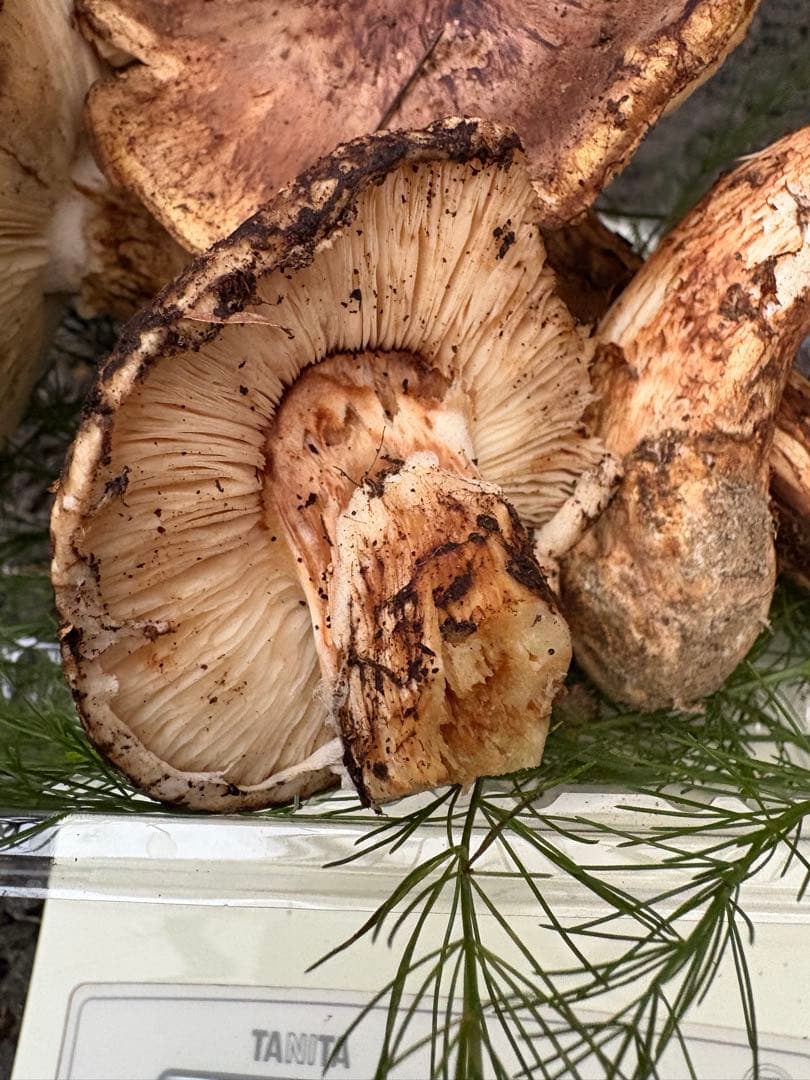 【お値打ち限定1点】岩手雫石町産 天然 開き、香り良い松茸 3本 189g