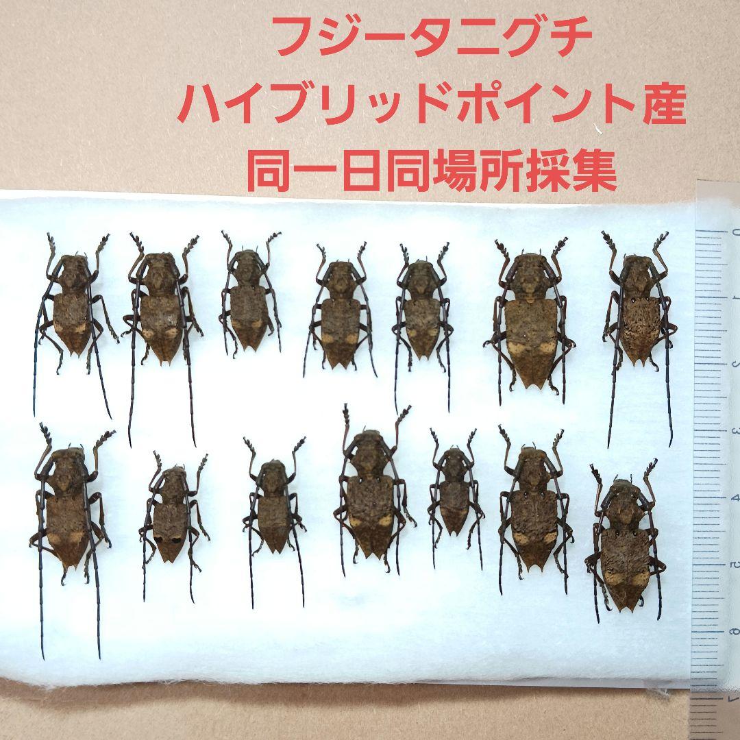 フジータニグチ　ハイブリッドポイント産　7♂7♀