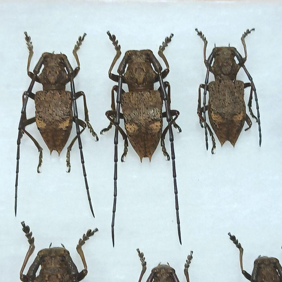 フジータニグチ　ハイブリッドポイント産　7♂7♀