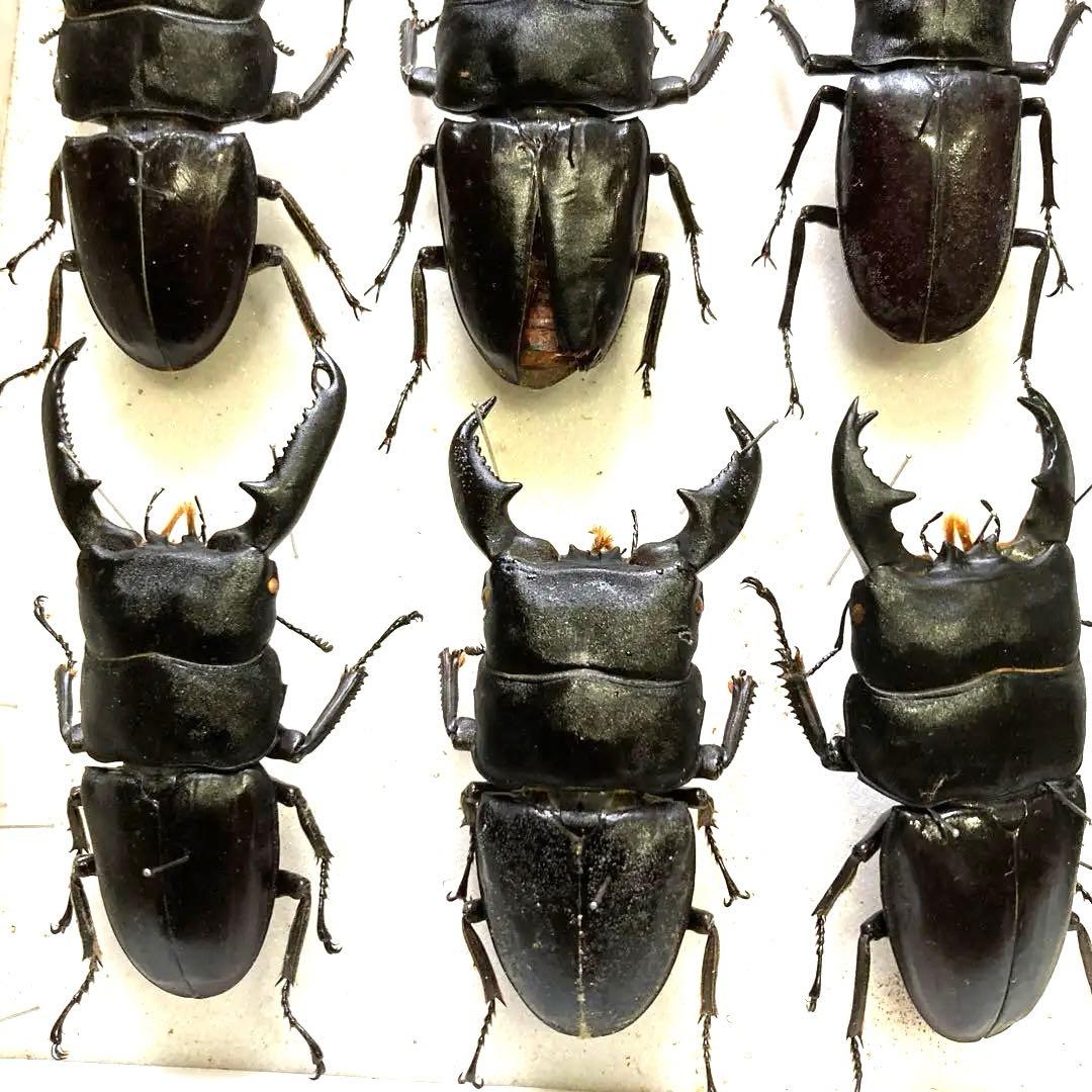 750mmオーバー1000mm世界のクワガタオオクワガタヒラタクワガタなど21頭