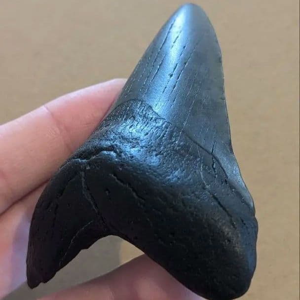 メガロドンの歯の化石 ots05