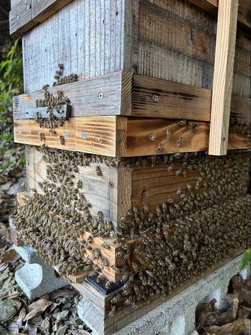 高知県産　生百花蜜　生はちみつ　非加熱　日本蜜蜂　ニホンミツバチ