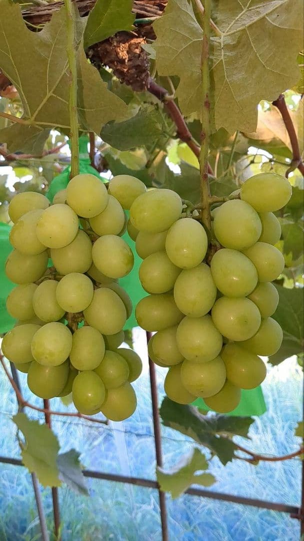 ⑥岡山県産シャインマスカット4kg