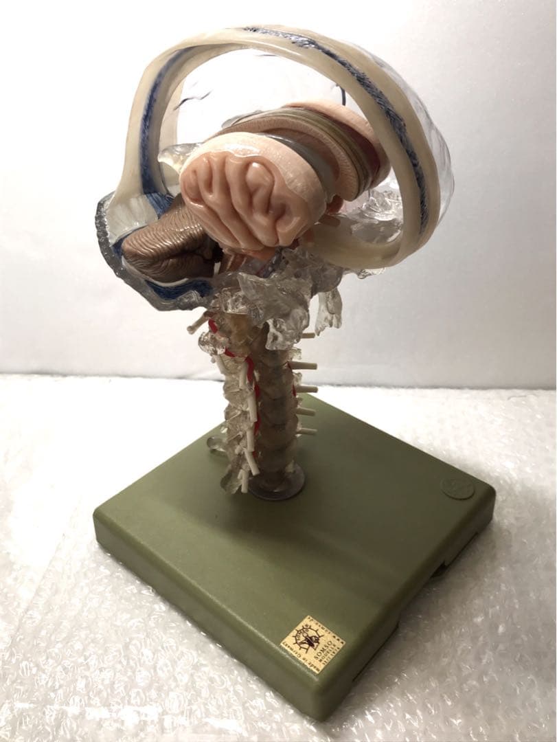 独SOMSO社 (ソムソ社) BS25/T透明な１５分解脳模型♡ 　脳解剖模型