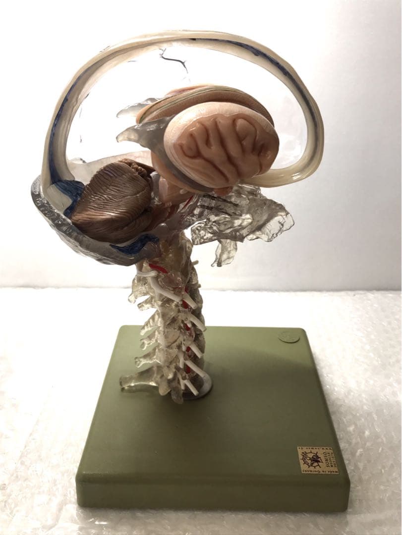 独SOMSO社 (ソムソ社) BS25/T透明な１５分解脳模型♡ 　脳解剖模型