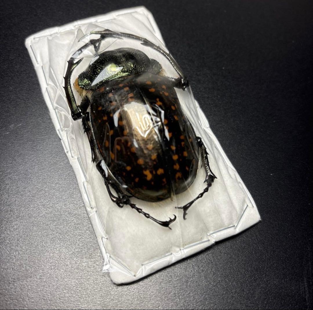 標本69mm バターレルテナガコガネ Cheirotonus battareli